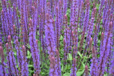 Salvia nemorosa 'Caradonna'