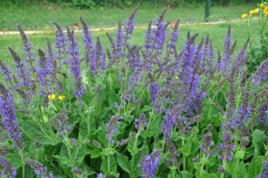 Salvia nemorosa 'Mainacht'