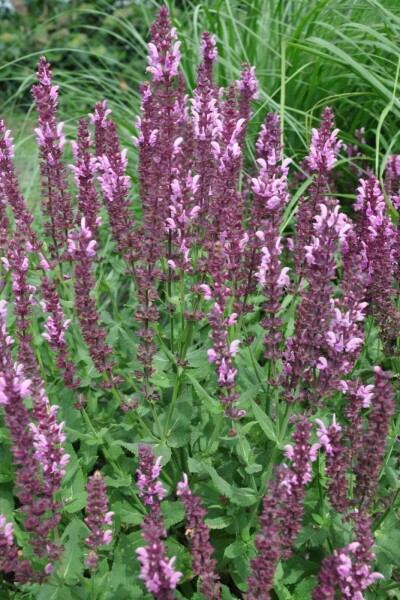 Salvia nemorosa 'Rose Queen'