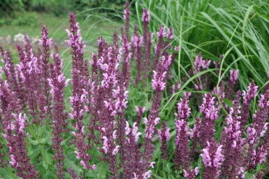 Salvia nemorosa 'Rose Queen'