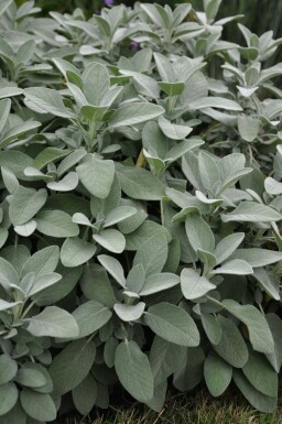 Salvia officinalis 'Berggarten'