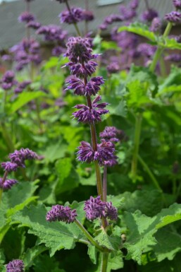 Salvia verticillata 'Purple Rain'