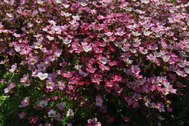 Saxifraga × arendsii 'Purpurteppich'