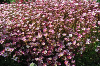 Saxifraga × arendsii 'Purpurteppich'