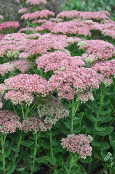 Sedum 'Herbstfreude'