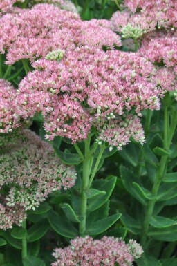 Sedum 'Herbstfreude'