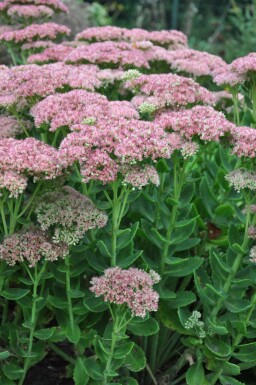 Sedum 'Herbstfreude'