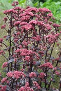 Sedum 'Purple Emperor'