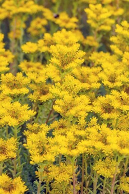 Sedum reflexum