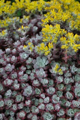 Sedum spathulifolium 'Purpureum'