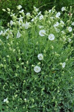 Silene maritima 'Weisskelchen'