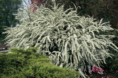 Spiraea × cinerea 'Grefsheim'