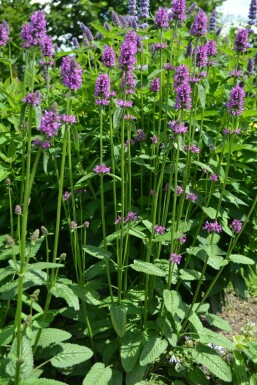 Stachys monieri 'Hummelo'