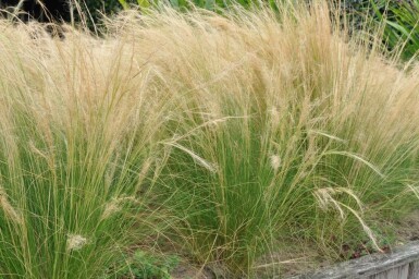 Stipa tenuissima 'Ponytails'