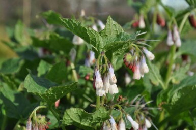 Symphytum grandiflorum