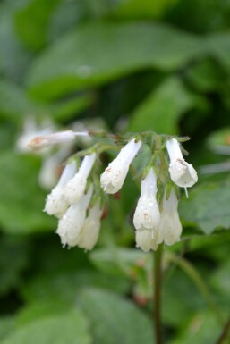 Symphytum grandiflorum