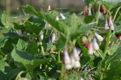 Symphytum grandiflorum