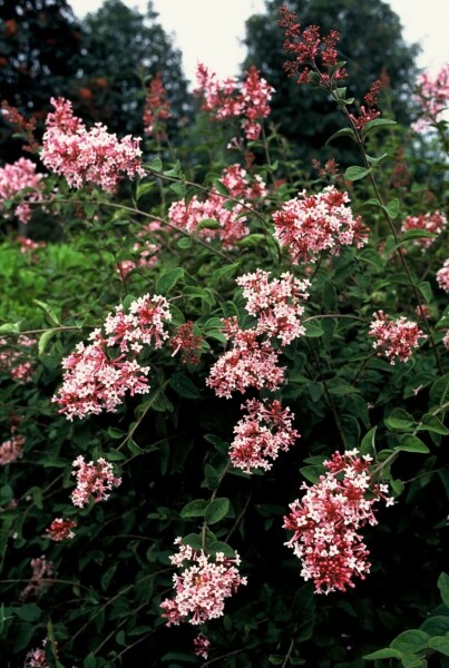 Syringa microphylla 'Superba'