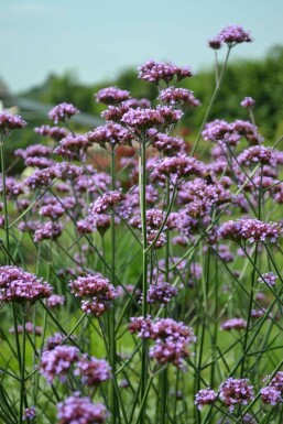 Verbena bonariensis