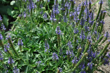 Veronica spicata 'Inspire Blue'