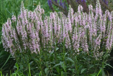 Veronica spicata 'Inspire Pink'