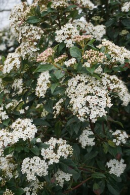 Viburnum tinus