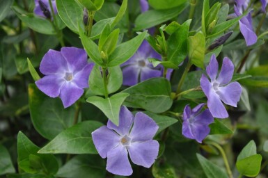 Vinca major