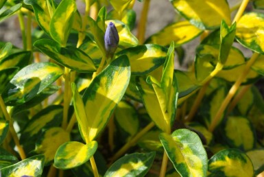 Vinca minor 'Illumination'