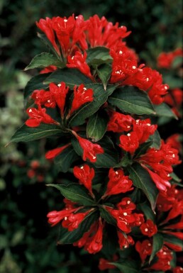 Weigela 'Red Prince'