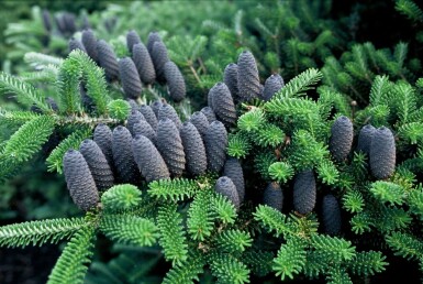 Abies koreana