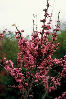 Cercis chinensis 'Avondale'