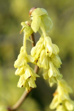 Corylopsis spicata