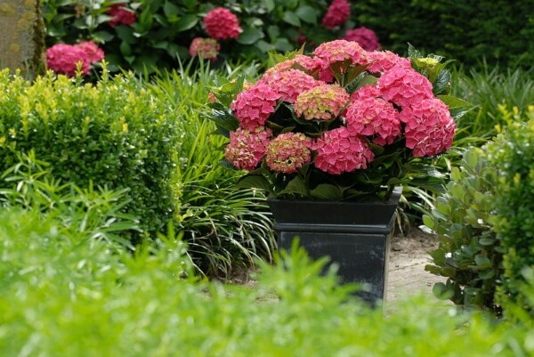 Hydrangea macrophylla 'Forever & Ever® Red'