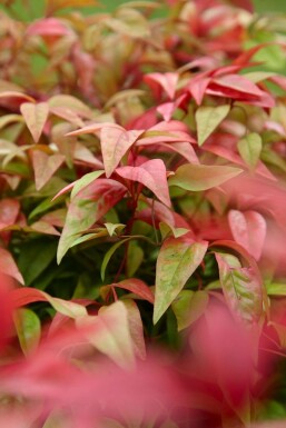 Nandina domestica 'Firepower'