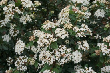 Viburnum tinus