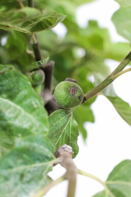 Figuier / Ficus Carica bonsai